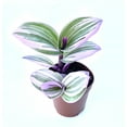 thumbnail image 2 of Pink Tradescantia Nanouk Small Houseplants, 2" Pot, 2 of 5