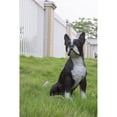 thumbnail image 5 of Boston Terrier, 5 of 8
