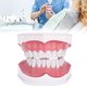 thumbnail image 5 of Modelo de diente dental que estudia la demostración de cavidad de enseñanza de dientes dentales estándar con cepillo, 5 of 8