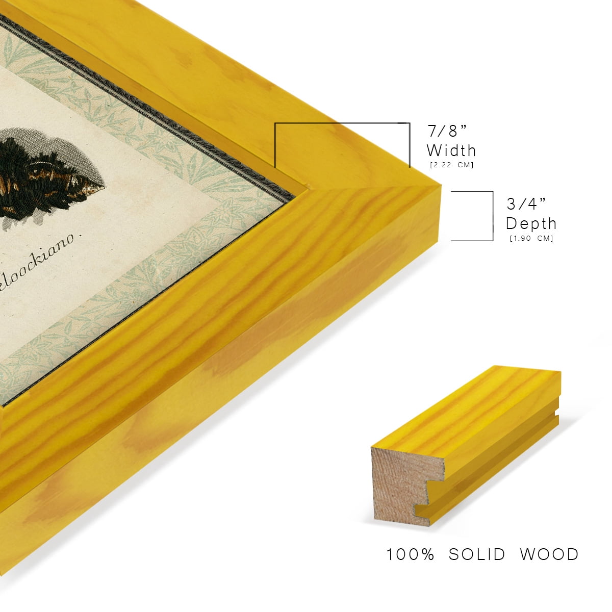 Bookplate Shells I - Framed Print w/glass - Sunflower Yellow