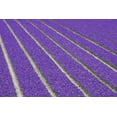 thumbnail image 2 of Flaherty, Dennis 18x13 White Modern Wood Framed Museum Art Print Titled - Netherlands, Lisse Purple tulips being grown, 2 of 4