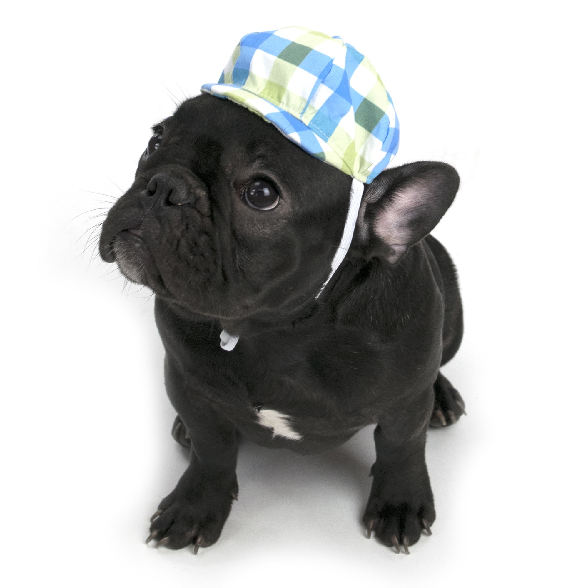 Vibrant Life Plaid Newsboy Dog Hat, XSmall/Small