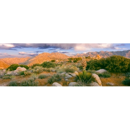Yucca (Spanish bayonet) plants blooming in a desert Culp Valley Primitive Campground Anza Borrego Desert State Park California USA Canvas Art - Panoramic Images (6 x