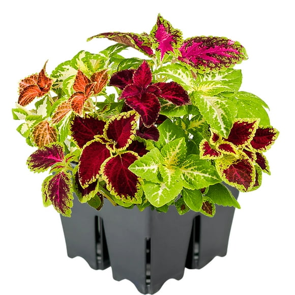 Coleus Plants