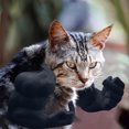 thumbnail image 4 of CJiaWei Bras de Muscle pour Chat Accessoires de Costume d'Halloween pour Chat Imprimé 3D Sangle de Cou et Bras Muscles Adaptés pour Jeu de Rôle pour Animaux Accessoires de Costume d'Halloween Design Léger Réglable Noir, 4 of 4