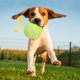 thumbnail image 5 of Pelota de tenis de goma de 4 Uds., juguete no tóxico para limpieza de dientes con sonido, protección para morder, para perros y mascotas, 5 of 8