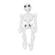 thumbnail image 3 of Modelo de esqueleto humano, modelo de esqueleto humano, simulación de modelo de esqueleto de cuerpo completo, modelo de esqueleto creado magistralmente, 3 of 8