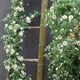 thumbnail image 1 of Enredadera Artificial Verde Colgante, Planta Decorativa De Ratn Para Interiores, Flores Artificiales Para Sala De Estar, Enredaderas Para Pared, Decoracin Moderna Para El Hogar, Para, Ukhbmc, 1 of 8