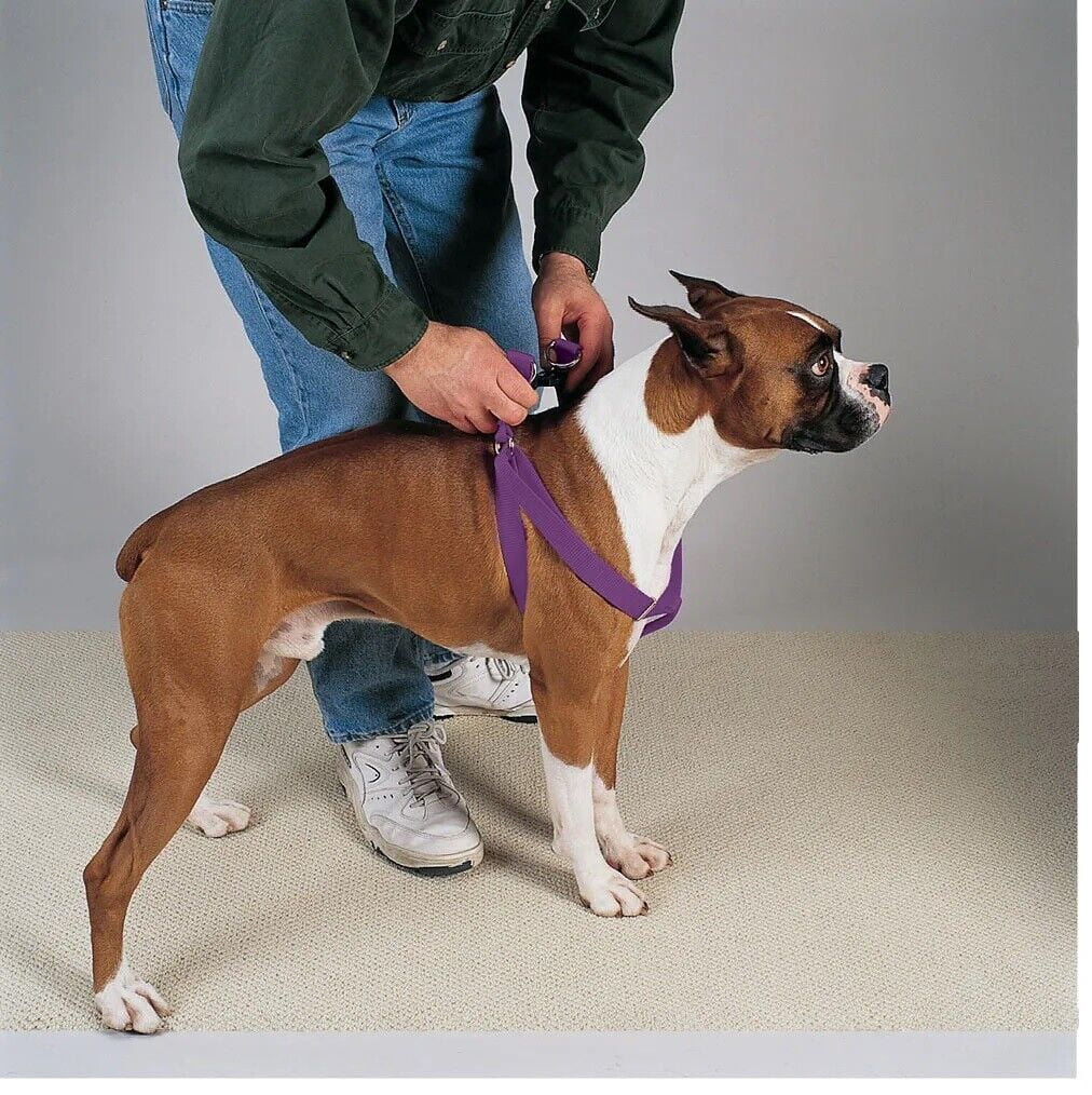 50 Pack Dog Harnesses Bulk Wholesale Assorted Colors Vet Rescue Shelter Safety (Large - 25 to 40 Inch Chest)