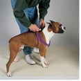 thumbnail image 4 of 100 Pack Dog Harnesses Bulk Wholesale Assorted Colors Vet Rescue Shelter Safety (Small - 9 to 15 Inch Chest), 4 of 8