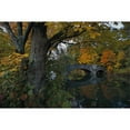 thumbnail image 1 of Brewster Home Fashions NG1314 Papier Peint Feuillage d'Automne - 48 Po, 1 of 1