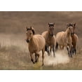 thumbnail image 2 of Linden, Sally 18x14 Black Ornate Wood Framed with Double Matting Museum Art Print Titled - Wild Mares, 2 of 4
