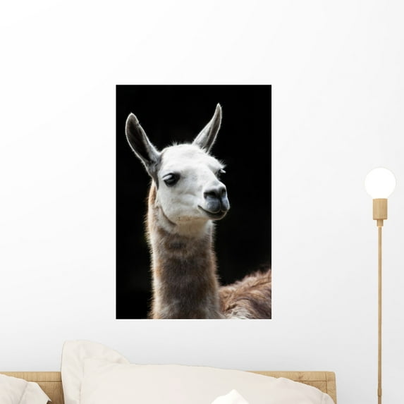 Portrait Llama Wall Decal by Wallmonkeys Peel and Stick Graphic (18 in H x 12 in W) WM322369