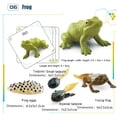 thumbnail image 5 of Adofi Life Cycle Learning & Education Montessori Toys, Halloween Decorative Figurine Set of 25 Pieces, 5 of 11