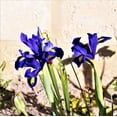 thumbnail image 6 of Easy to Grow Dutch Iris Telstar 20 Plant Bulbs, Spring Summer Zones 6-9, 6 of 6