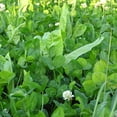 thumbnail image 2 of Whitetail Institute Imperial Fusion Perennial Deer Food Plot Seed, 9.25 Pounds, 2 of 4