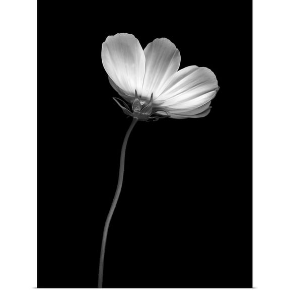 Great BIG Canvas | Rolled Vitaly Geyman Poster Print entitled Ballet Flower II B