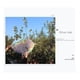 thumbnail image 1 of 2 piezas de búhos reflectantes repelente de pájaros para jardín, búhos, espantapájaros colgantes, decoración antipájaros, 1 of 12