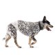 thumbnail image 1 of Amazon Basics - Pa&ntilde;ales desechables para perro macho, talla mediana, paquete de 30, color blanco Amazon Basics NA, 1 of 7