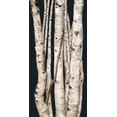 thumbnail image 2 of Murdock, Ramona 11x18 Black Ornate Wood Framed with Double Matting Museum Art Print Titled - Birch Tree I, 2 of 4