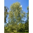 thumbnail image 4 of TomorrowSeeds - European White Birch Tree Seeds - 3600+ Count - For 2026 Planting Betula Pendula, 4 of 8