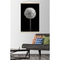thumbnail image 2 of Tom Quartermaine - Black and White Dandelion Wall Poster with Wooden Magnetic Frame, 22.375" x 34", 2 of 3