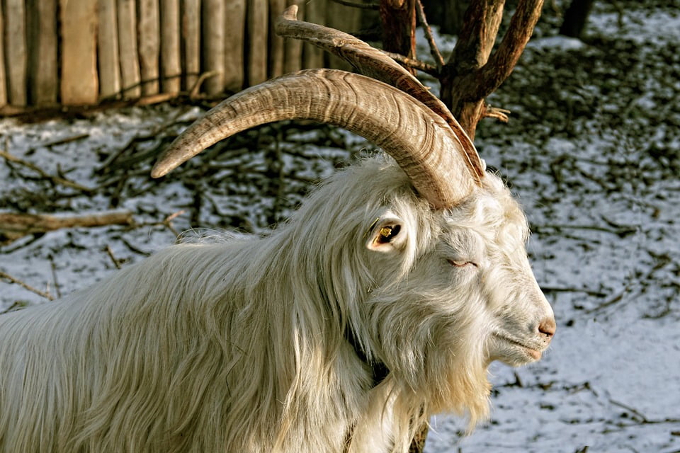 Horn Goat Horns White Billy Goat Bock Animal-12 Inch By 18 Inch ...