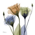 thumbnail image 2 of Gentian Buddies Poster Print by Albert Koetsier, 2 of 2