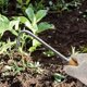 thumbnail image 5 of Herramienta de deshierbe de acero inoxidable, herramienta de deshierbe manual, cultivador manual, 5 of 5