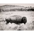 thumbnail image 2 of Van Swearingen, Debra 14x12 White Modern Wood Framed Museum Art Print Titled - Buffalo I BW, 2 of 4