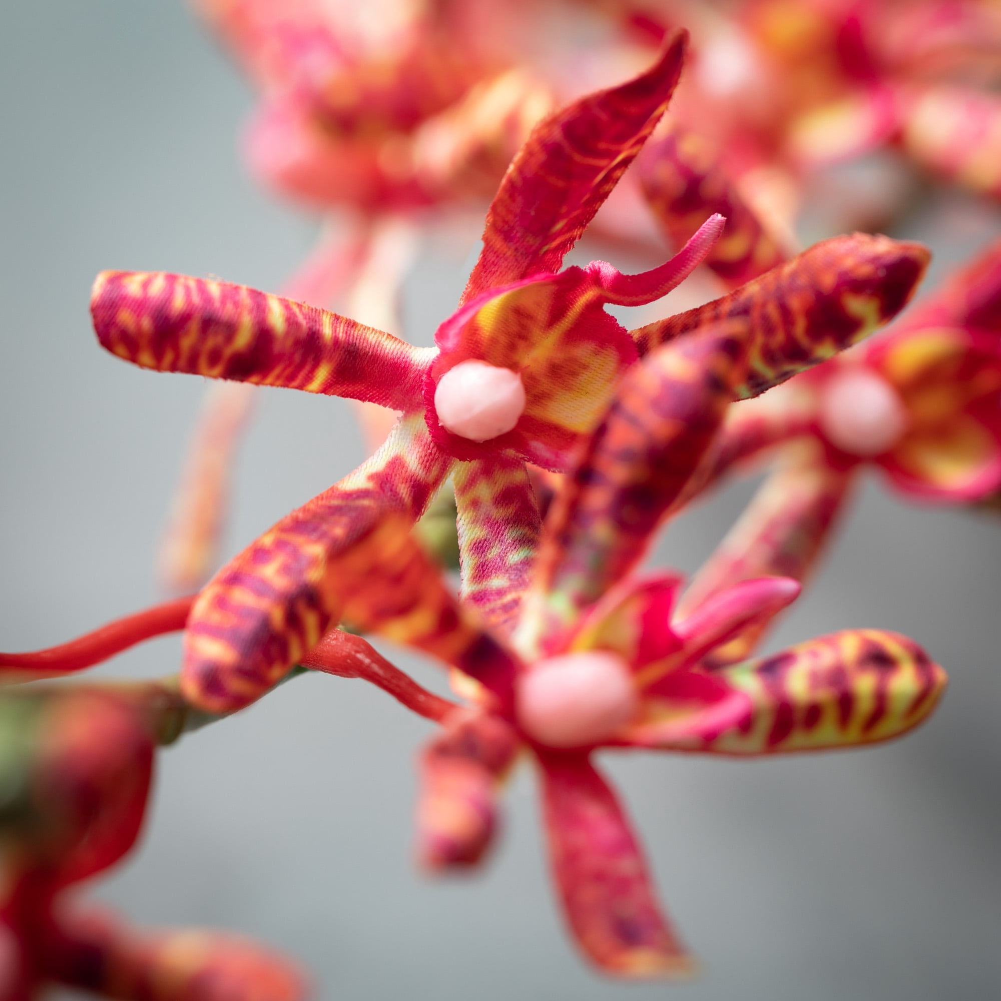 Sullivans Artificial Coral Spider Orchid Stem 32"H Orange