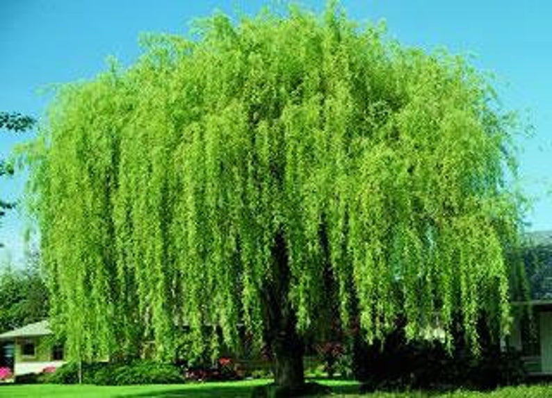 Grieving Gift- Pet Memorial Beautiful Arching Canopy Add Peace and Serenity Live Tree Plant Cutting Memorial Gift 1 Weeping Willow Tree