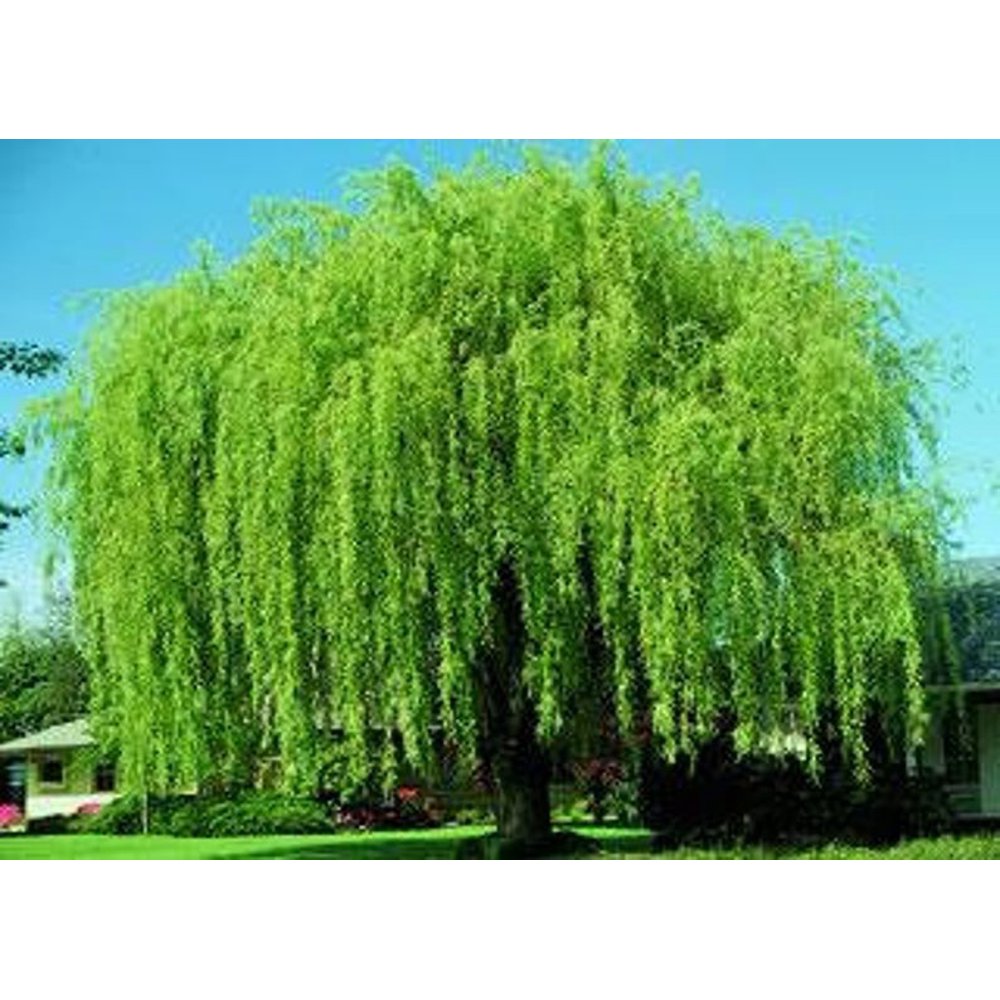 2 Bright Green Weeping Willow Cuttings Vibrant Green Wood and Leaves