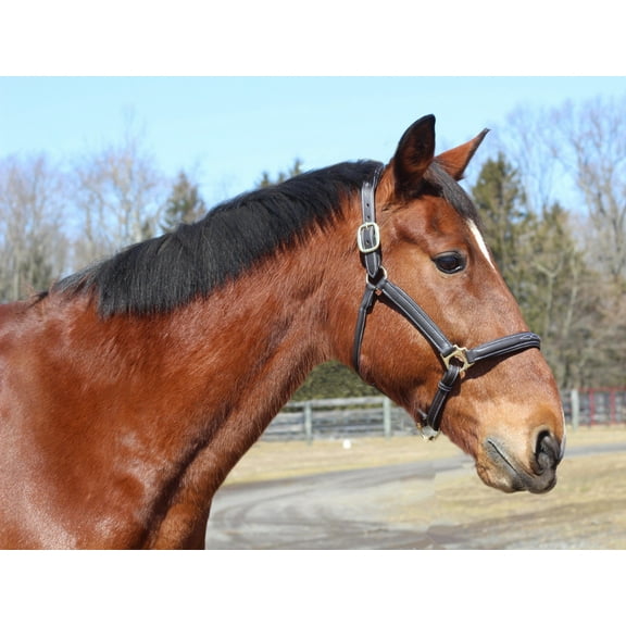 Henri de Rivel Kushy Halter