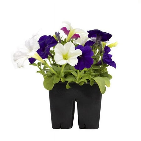 Expert Gardener 4PK Burgundy Petunia Live Plant