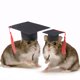 thumbnail image 5 of KAKOWELY 2 birretes de graduación de animales pequeños, mini sombreros de soltero con borlas, sombreros de conejillo de indias para disfraz., 5 of 5