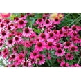 thumbnail image 2 of Seedville 25 Bright Star Coneflower Plant Seeds, Bright Rose Pink, 2 of 8