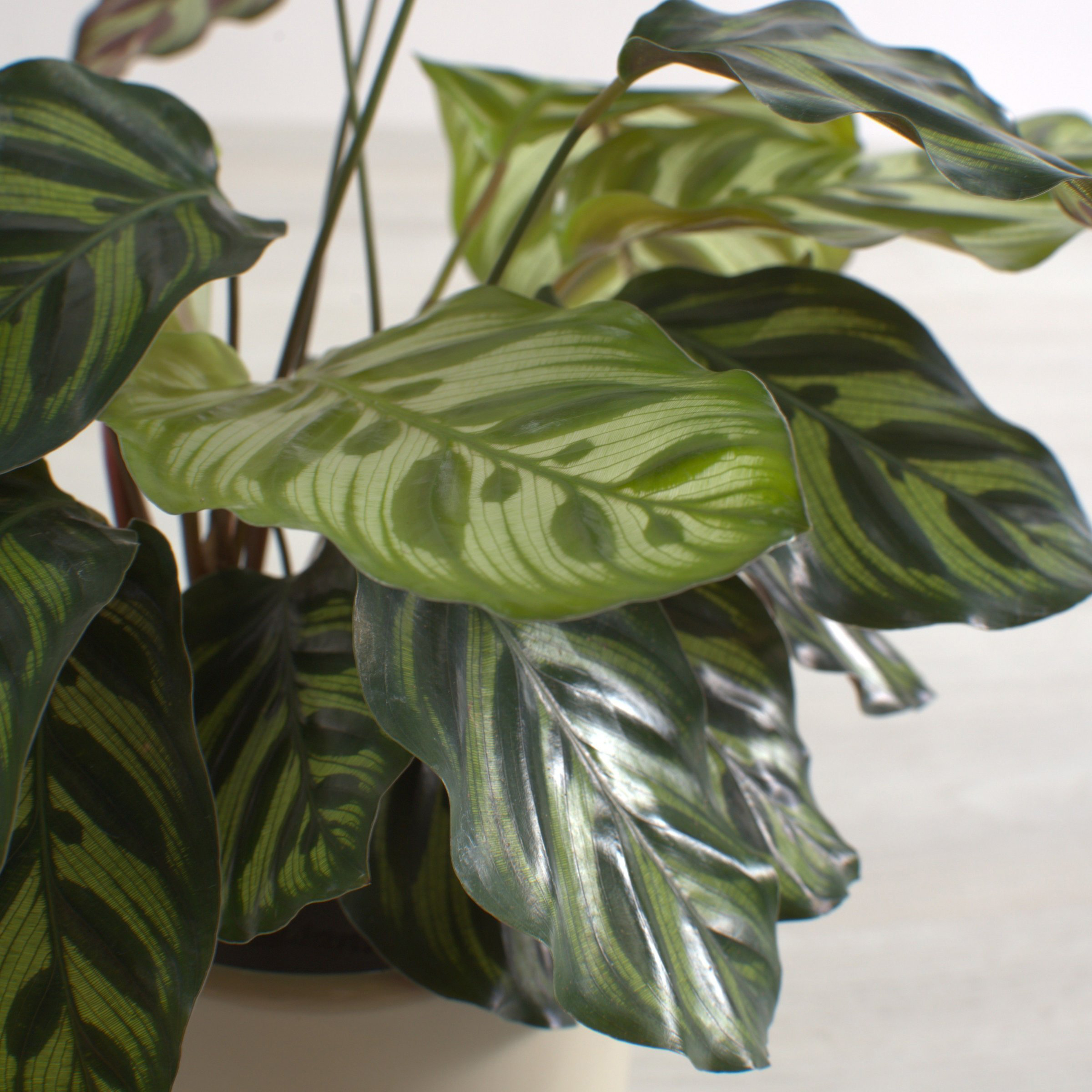 6 in. Calathea Makoyana Plant in Grower Container