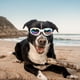 thumbnail image 2 of Gafas de sol polarizadas para perros pequeños, gafas plegables ajustables a prueba de viento para mascotas, para acampadas al aire libre, 2 of 7