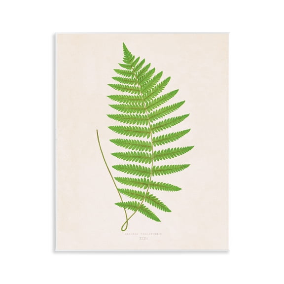 Stupell Industries Single Fern Branch Floral Painting Unframed Art Print Wall Art, 11 x 14