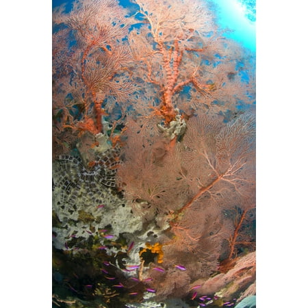 Preserved Sea Fan Colourful sea fan with crinoid Papua New Guinea Canvas Art - Steve JonesStocktrek Images (23 x 35) ()