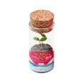 thumbnail image 1 of Small Green Bonsai Plant Pots Green Plants Housewarming Gift Pink, 1 of 8