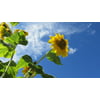 Laminated Poster Nature Summer Sunflower Blue Sky Poster Print 24 x 36