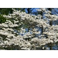thumbnail image 4 of 10 Seeds American WHITE FLOWERING DOGWOOD Small Tree Cornus Florida Seeds, 4 of 7