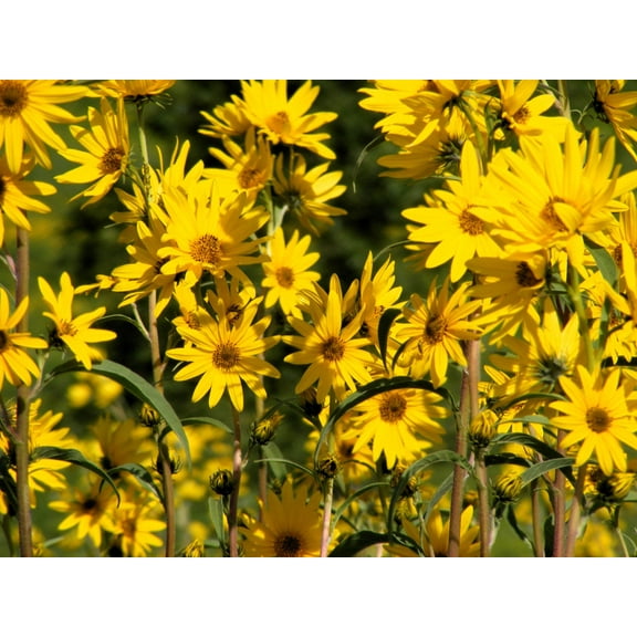 250 MAXIMILIAN (Prairie) SUNFLOWER Helianthus Maximiliani Flower Seeds