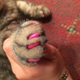 thumbnail image 4 of 40 Pcs Soft Cat Dog Nail Caps Pet Paw Claw Protector Nails Cover With Free Glue Applictor, 4 of 5