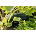thumbnail image 4 of Dark Green Zucchini Seeds/ Annual/ Full Sun/25 Seeds 1/8 oz/ Zellajake Farm and Garden - B105, 4 of 5