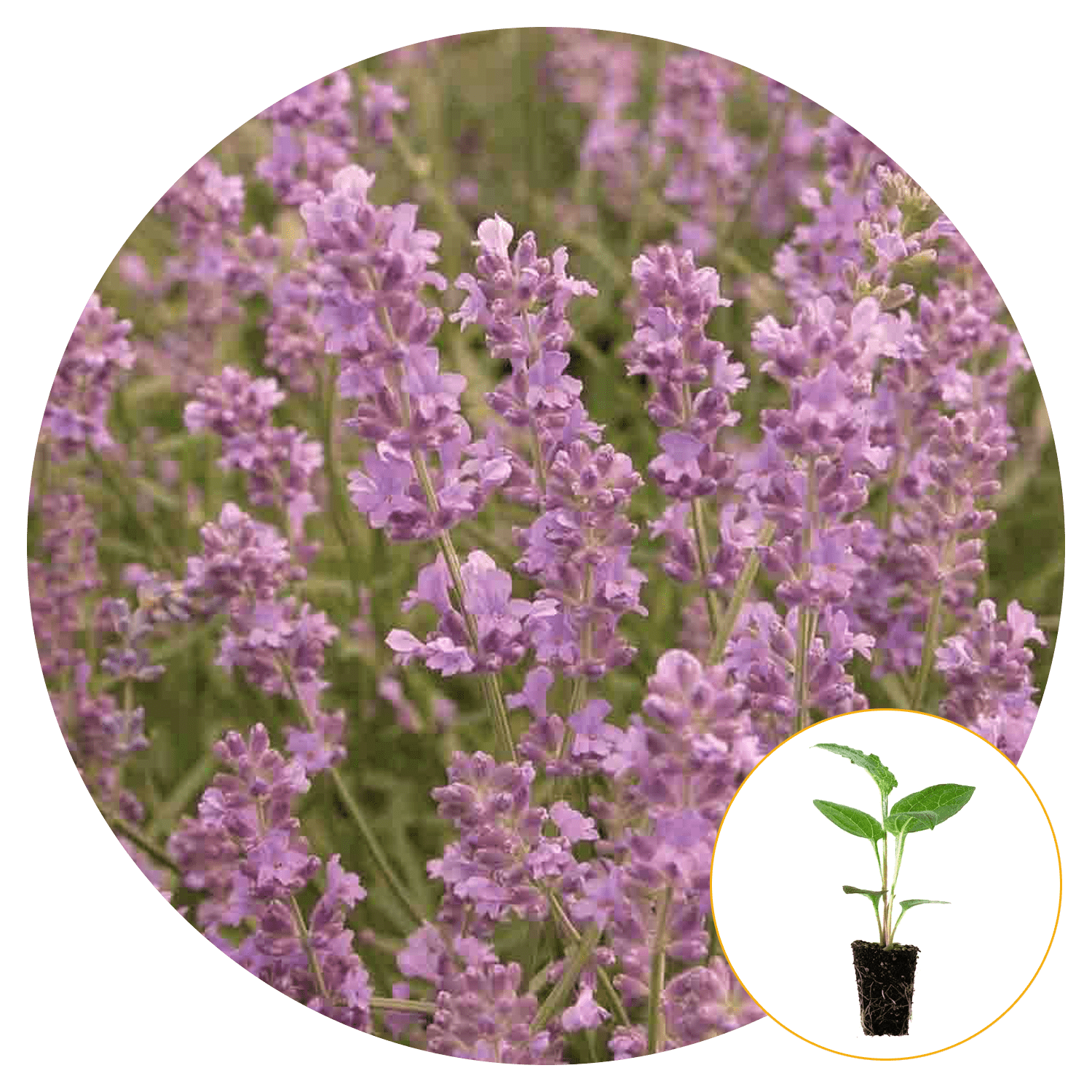 Ferry-Morse Plantlings Lavender Munstead Live Plants 4in. Pot, 2 Pack