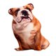 thumbnail image 2 of 2 Piezas Perro Tiro Almohada Almohada Divertido Animal Muñecas Lindo Gloria Arrojar la almohada, 2 of 5