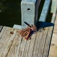 thumbnail image 2 of Jewel The Eakin's Jig, 2 Count, 2 of 5
